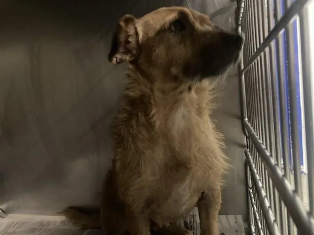 A young small-sized male Terrier dog named Appa for adoption in Bakersfield, CA