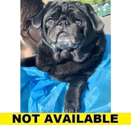 Mr. Pickles