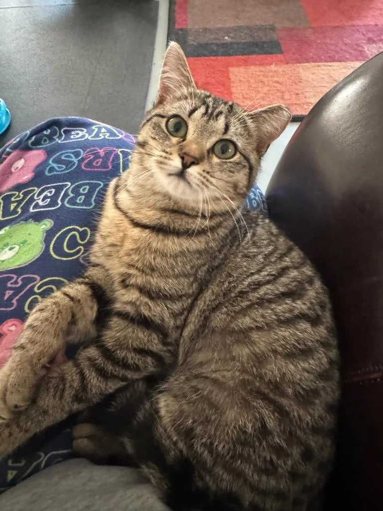 A baby medium-sized female Domestic Short Hair cat named Nora for adoption in Dalton, GA