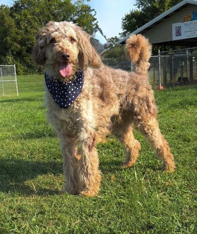 An adult large-sized male Gray / Blue / Silver Poodle dog named Vandy for adoption in Maryville, TN