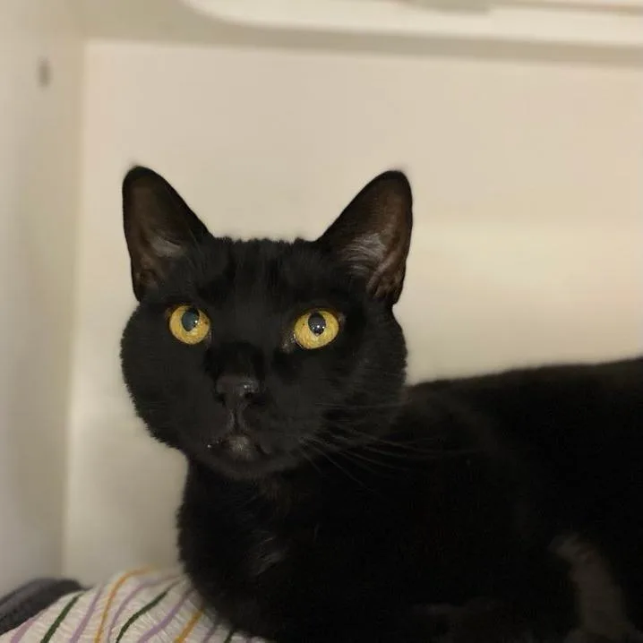 A senior large-sized male Black Domestic Short Hair cat named Bobby Rodriguez for adoption in Philadelphia, PA