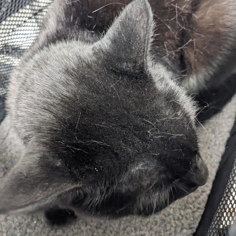 Bobby Rodriguez thumbnail 2