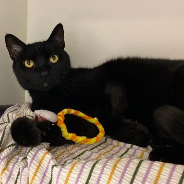 Bobby Rodriguez thumbnail 4