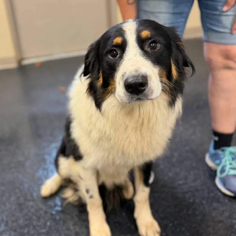 A young medium-sized male White / Cream Australian Shepherd dog named Winnie for adoption in Alexandria, VA