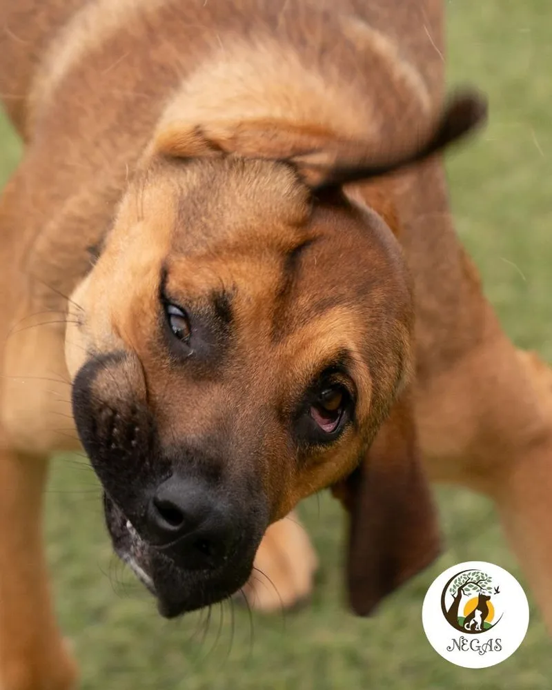 A young large-sized female Mixed Breed dog named Gabrielle for adoption in Lavonia, GA