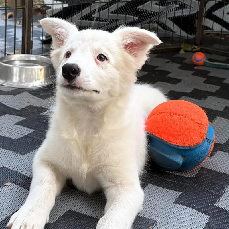 A baby medium-sized male White / Cream Border Collie dog named Goose for adoption in High Point, NC