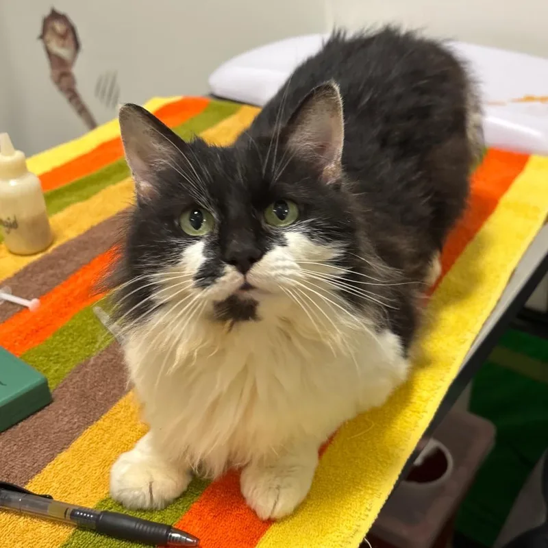 An adult medium-sized female Black Domestic Long Hair cat named Foofa for adoption in York, PA