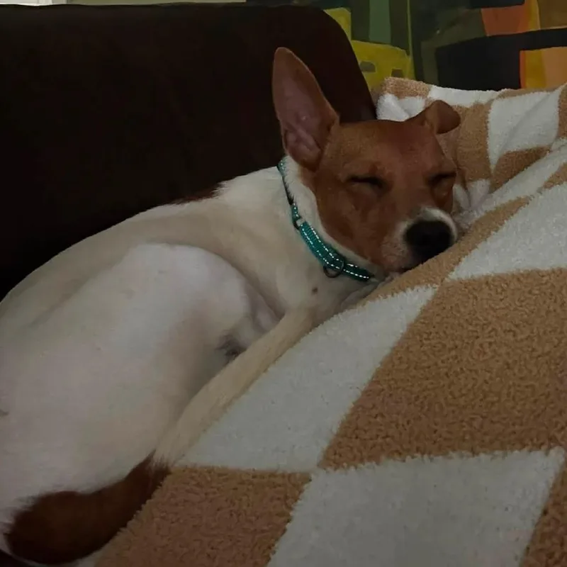 Biscotti