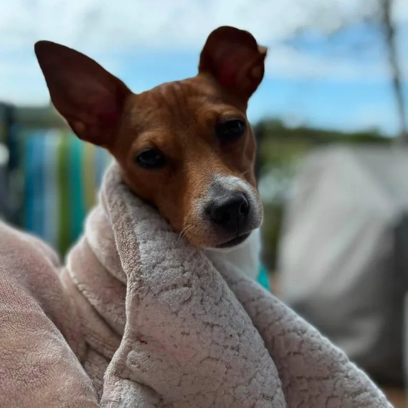 Biscotti thumbnail 3