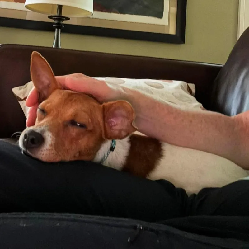 Biscotti thumbnail 6