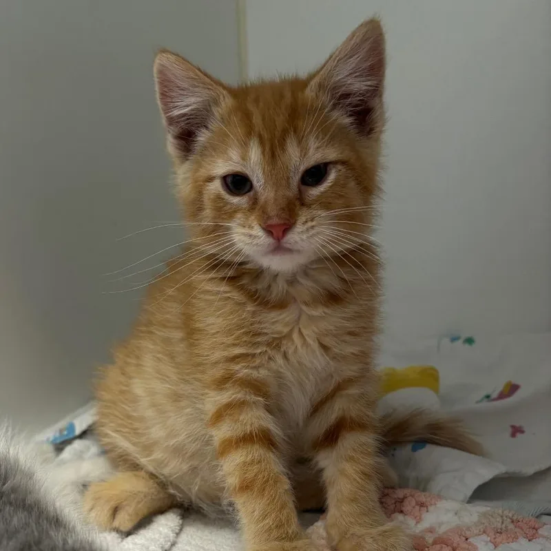 A baby small-sized male Orange / Red Domestic Short Hair cat named Stevie for adoption in Naperville, IL