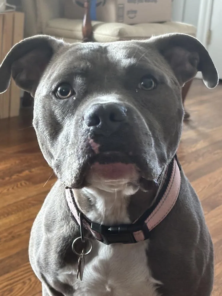 An adult large-sized female Gray / Blue / Silver Pit Bull Terrier dog named Zena for adoption in Greenlawn, NY