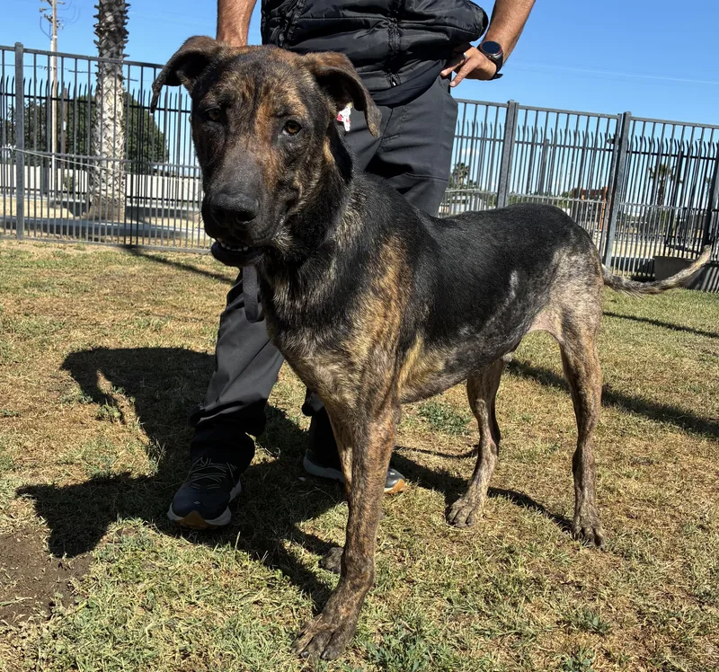 An adult large-sized male Dutch Shepherd dog named Sal for adoption in Delano, CA