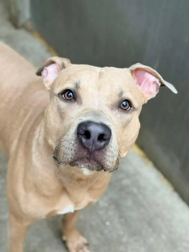 Cappuccino thumbnail 2