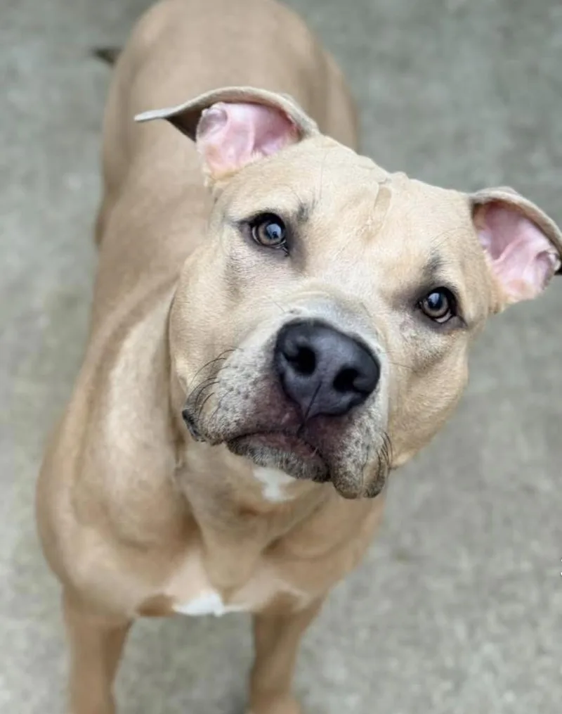 A young medium-sized male Yellow / Tan / Blond / Fawn Pit Bull Terrier dog named Cappuccino for adoption in Chicago, IL
