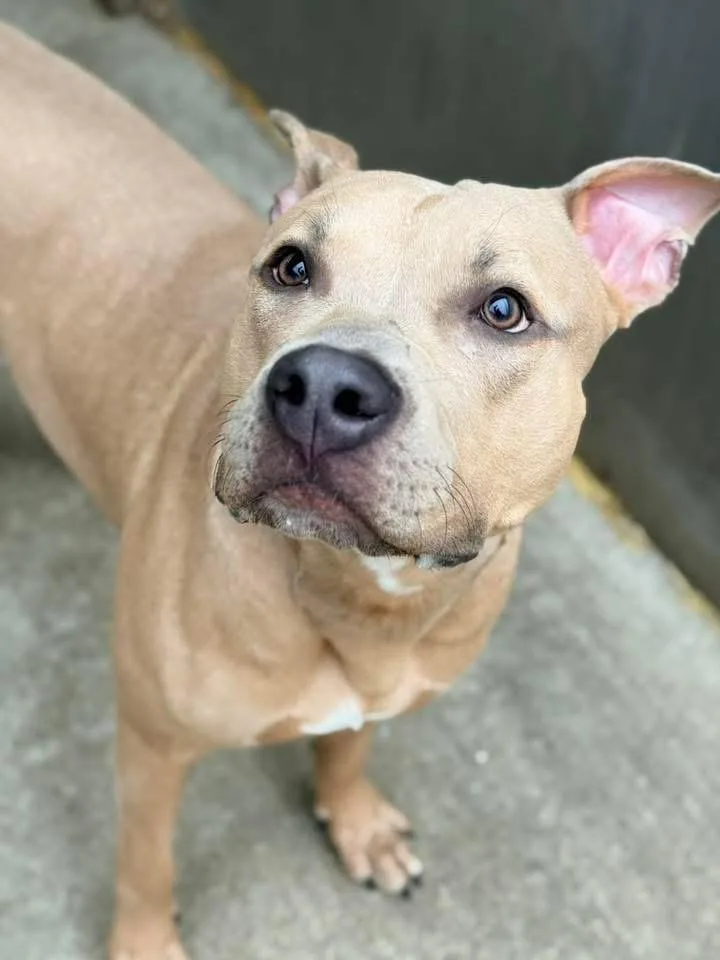 Cappuccino thumbnail 3