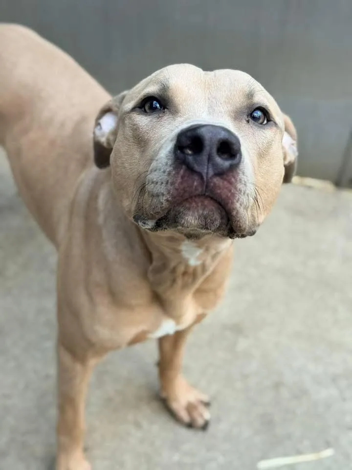 Cappuccino thumbnail 4