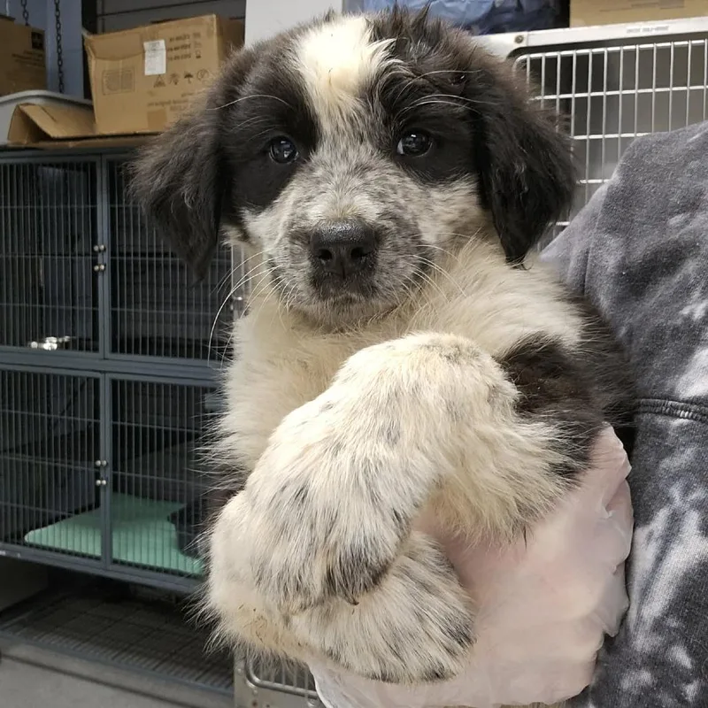 A baby large-sized male Mixed Breed dog named Quade for adoption in Martinsville, VA