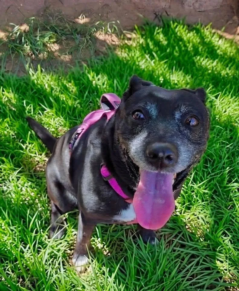 A senior medium-sized male Black Labrador Retriever dog named Daisy for adoption in Saint George, UT