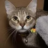 An adult small-sized female Domestic Short Hair cat named Stella for adoption in Santa Fe, TX