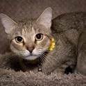 Stella thumbnail 3