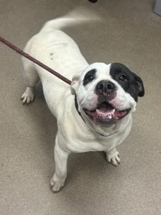 An adult large-sized female Mixed Breed dog named Snowstorm for adoption in Chamblee, GA