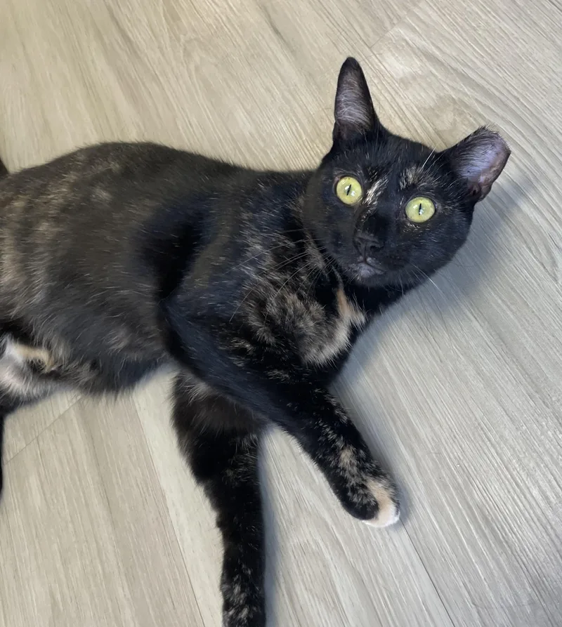 An adult small-sized female Tortoiseshell Domestic Short Hair cat named Pansy for adoption in Colonia, NJ