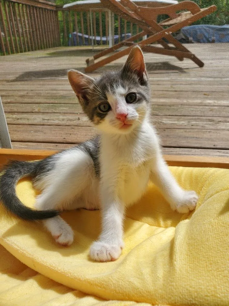 A baby medium-sized male Domestic Short Hair cat named Reef for adoption in Pomona, NY