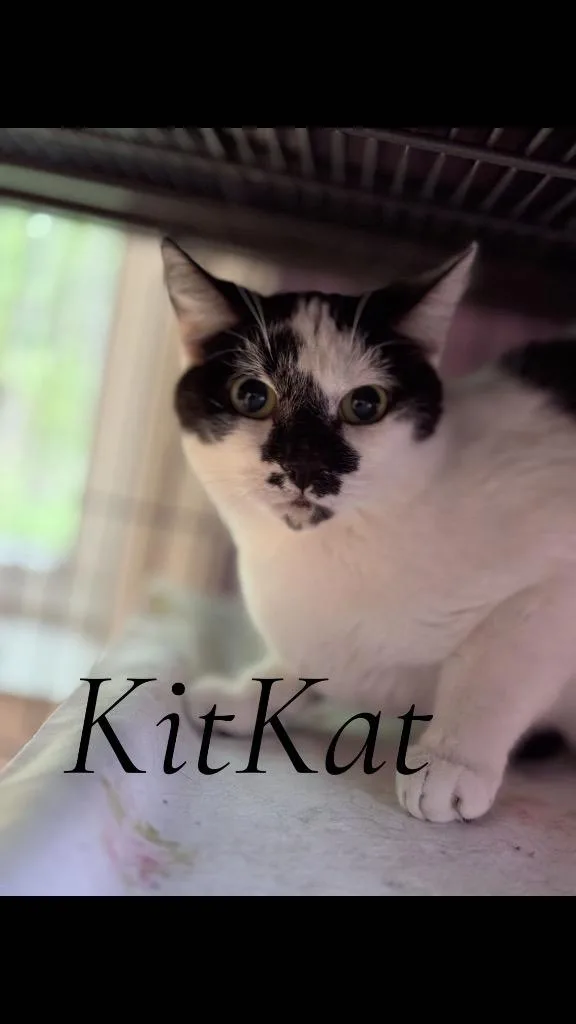 A young medium-sized female Domestic Short Hair cat named Kit Kat for adoption in Cambridge, MD