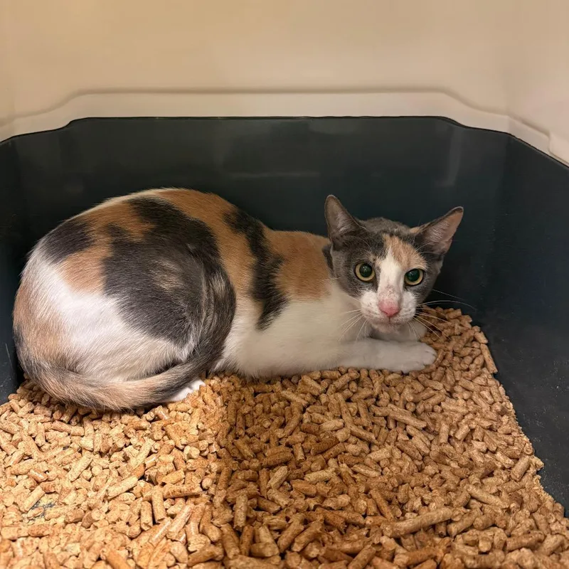 A young medium-sized female Orange / Red Domestic Short Hair cat named Apple for adoption in Naples, FL