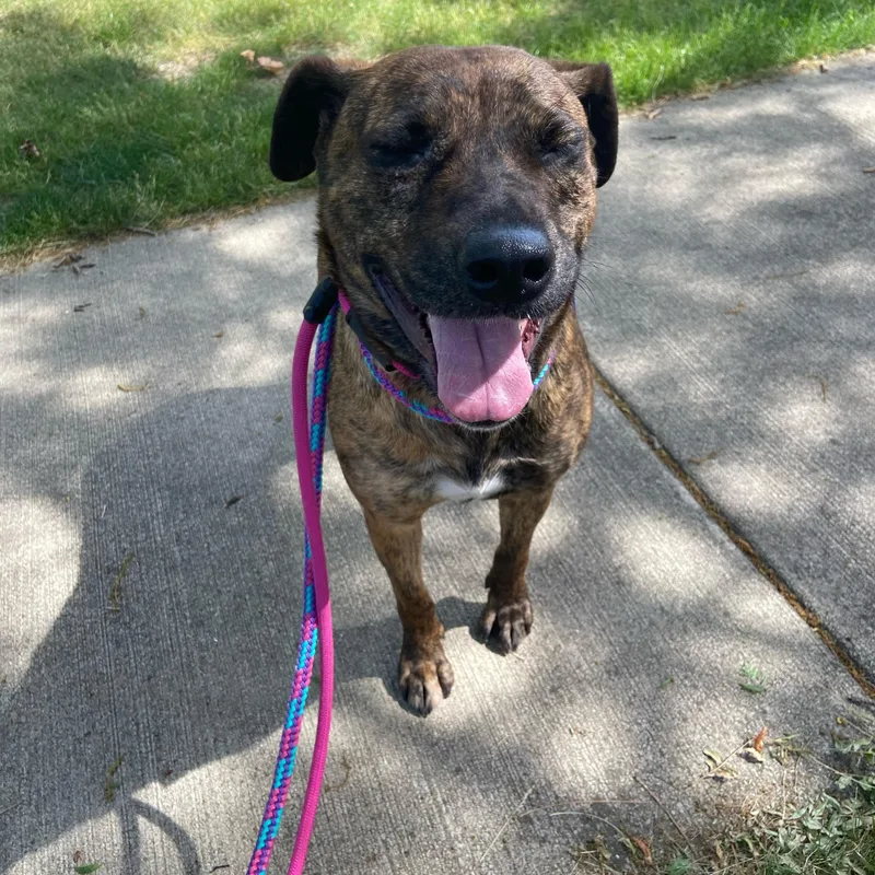 An adult medium-sized female Plott Hound dog named Moxie for adoption in Mokena, IL