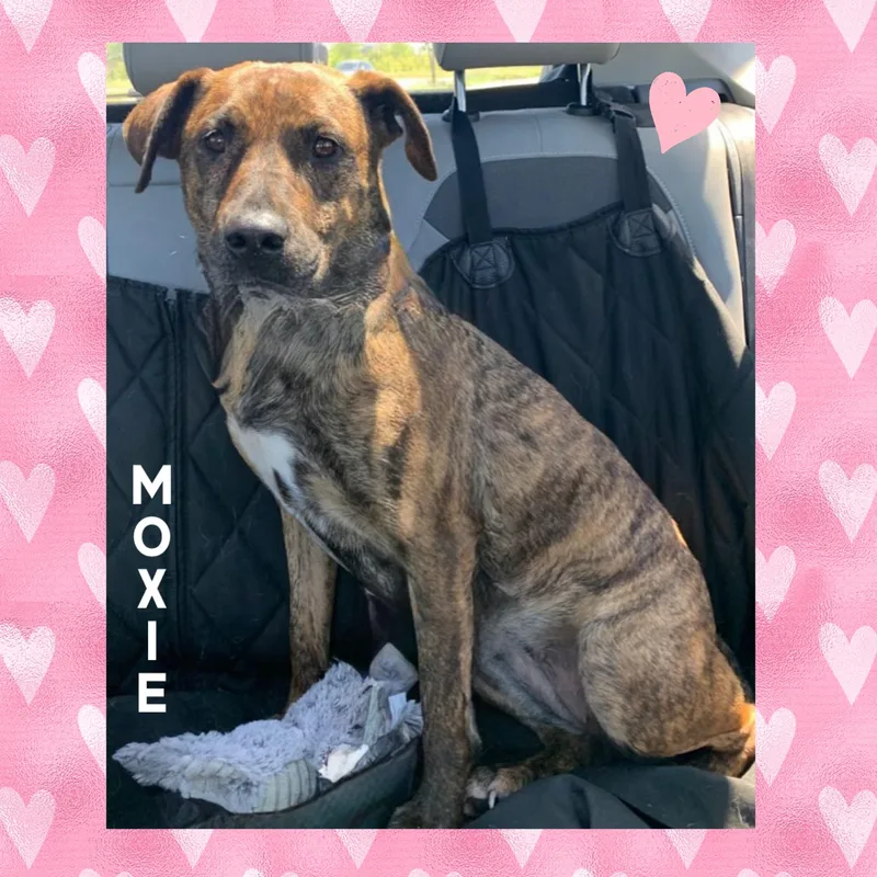 Moxie thumbnail 6