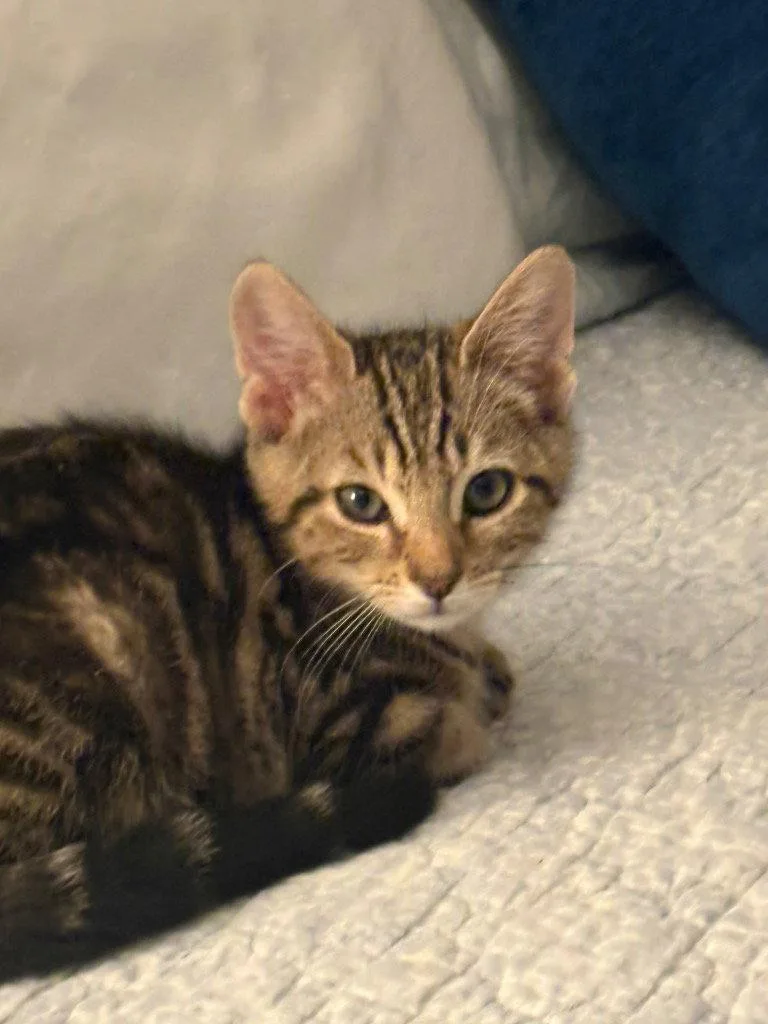A young medium-sized male Tabby cat named Jimmy K for adoption in Garner, NC