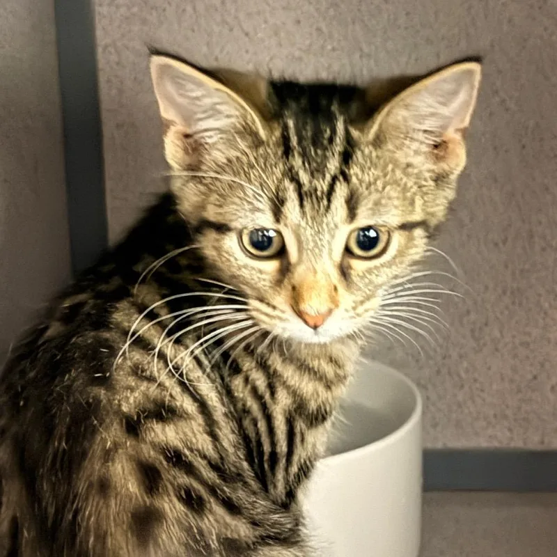A baby small-sized female Brown / Chocolate Domestic Short Hair cat named Robin for adoption in Evansville, IN