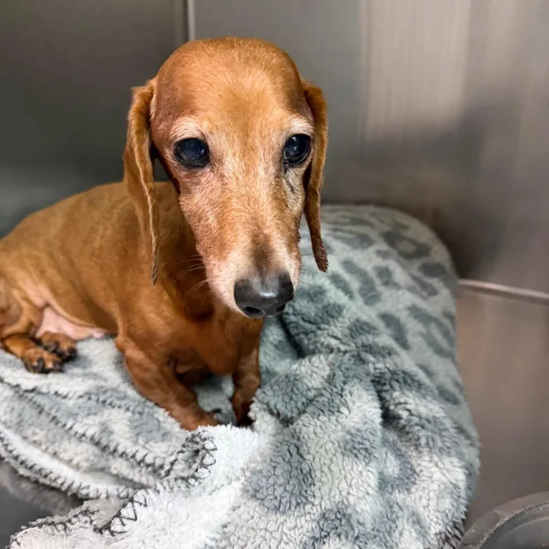 A senior small-sized female Red / Chestnut / Orange Miniature Dachshund dog named Cutie for adoption in Huntsville, AL