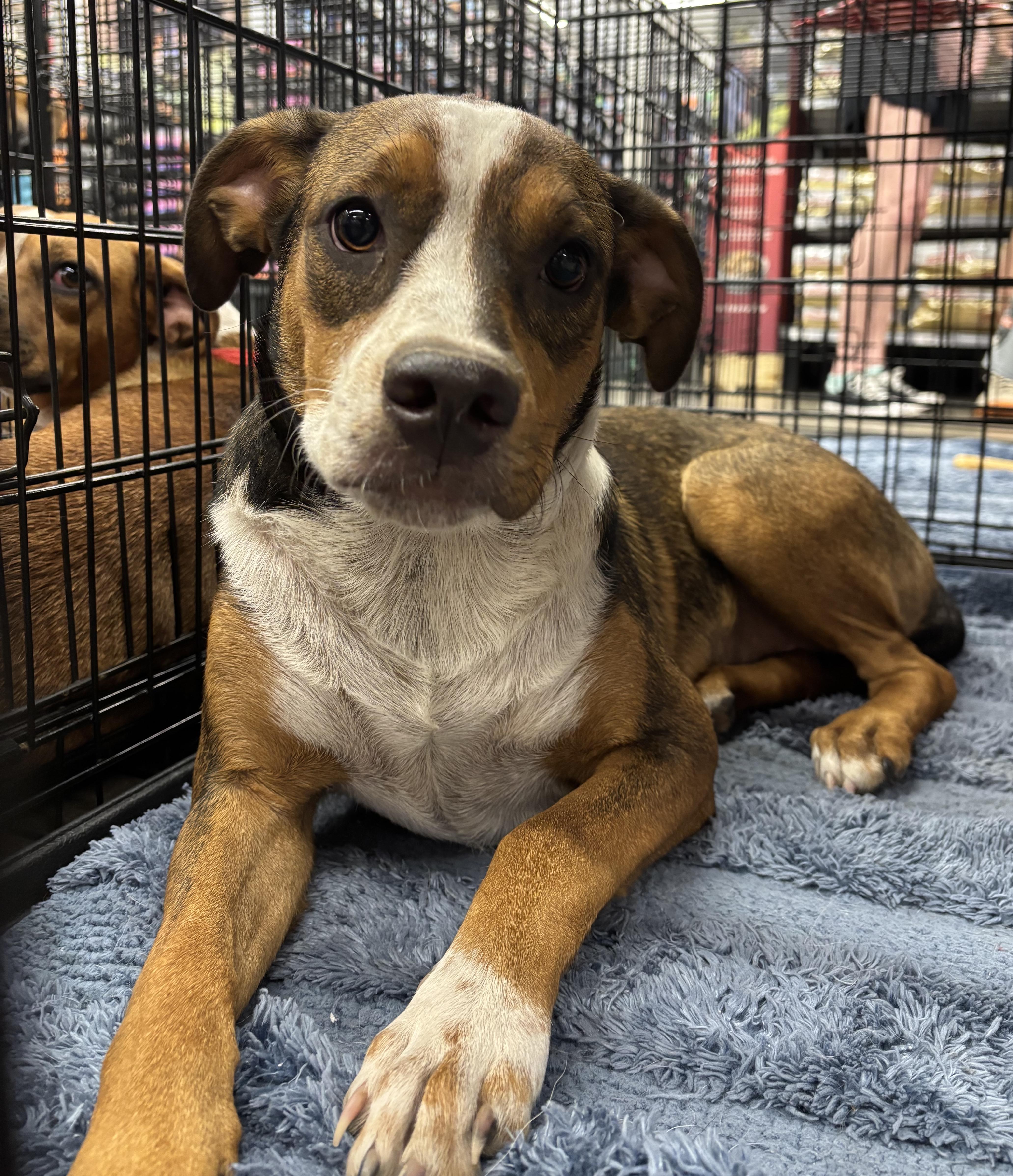 A baby medium-sized female Beagle dog named Sage for adoption in Bryan, TX
