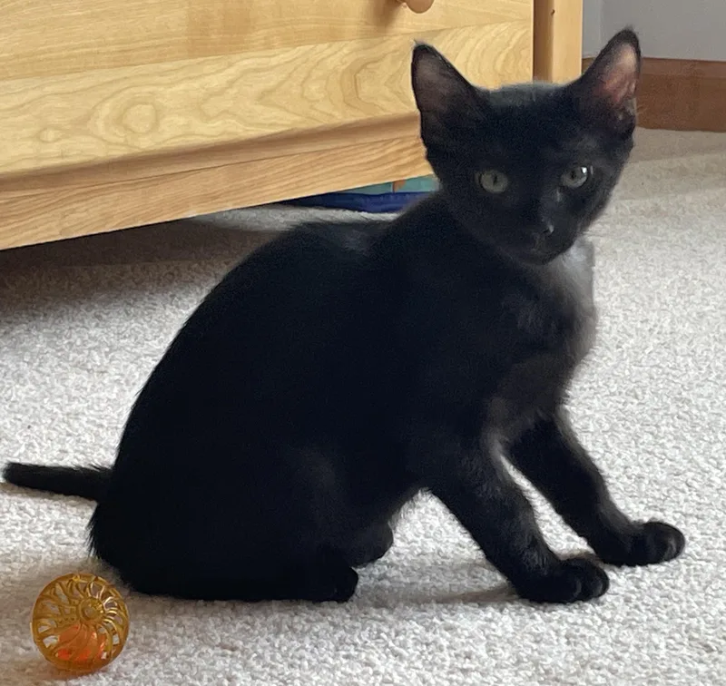 Black Beauty