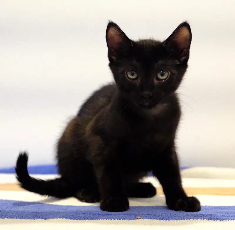 Black Beauty thumbnail 2