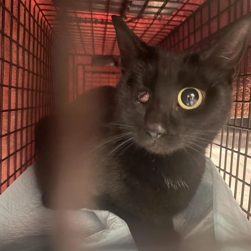 An adult medium-sized female Black Domestic Short Hair cat named Missy for adoption in Tampa, FL