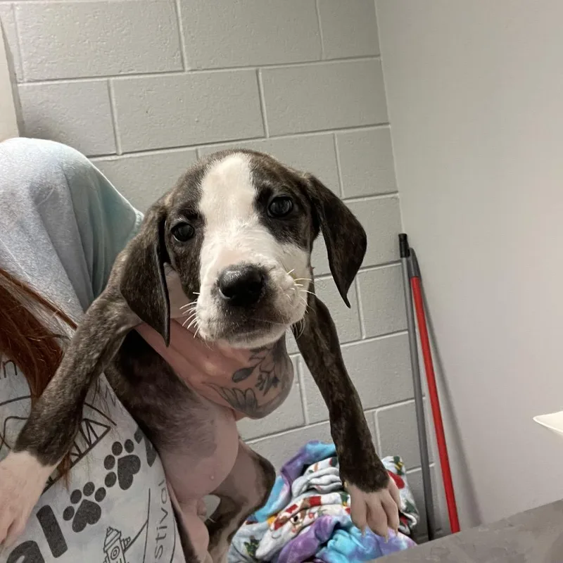 A baby small-sized female Brindle Mixed Breed dog named Bo Peep for adoption in Chattanooga, TN