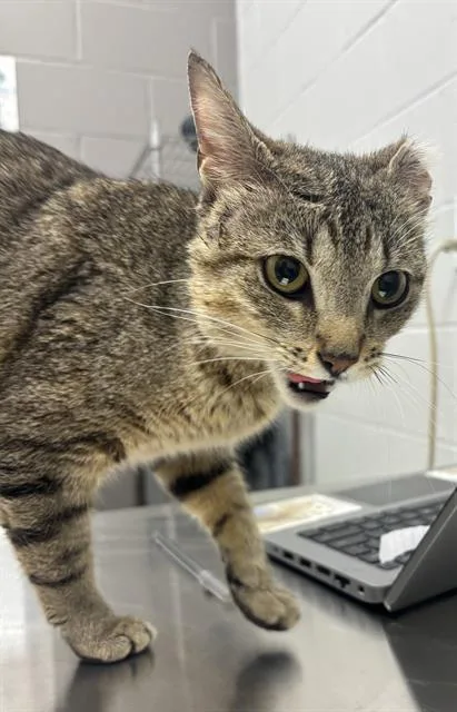 An adult medium-sized female Domestic Short Hair cat named Lola for adoption in Indianapolis, IN