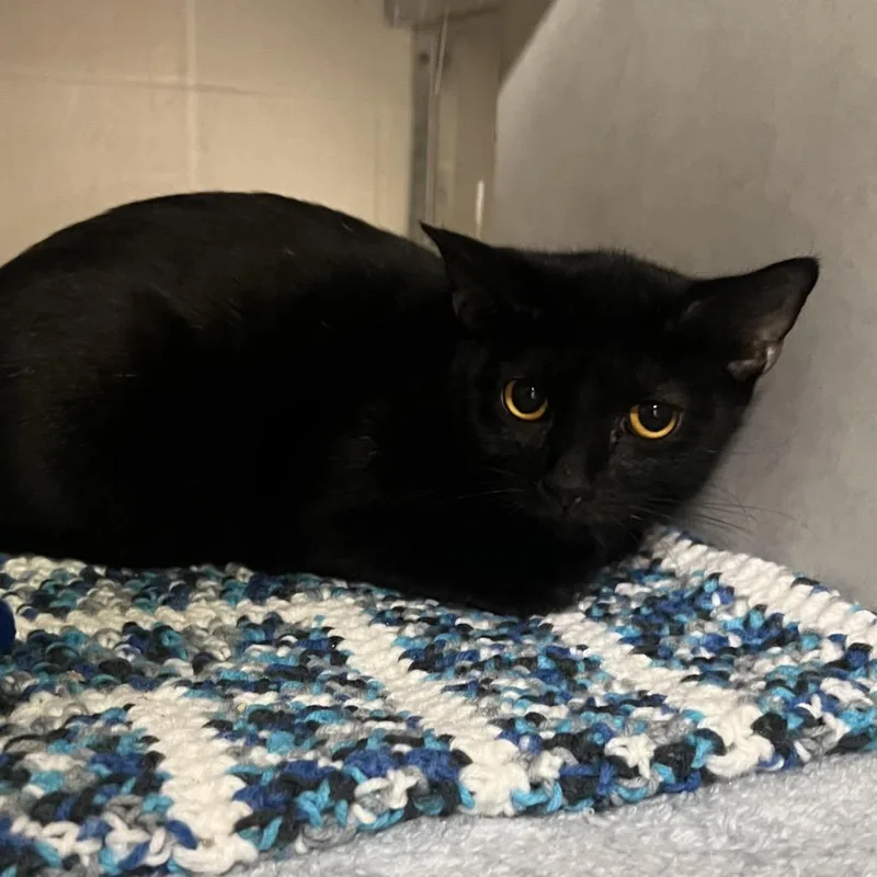 An adult medium-sized female Black Domestic Short Hair cat named Dutches for adoption in Fairport, NY