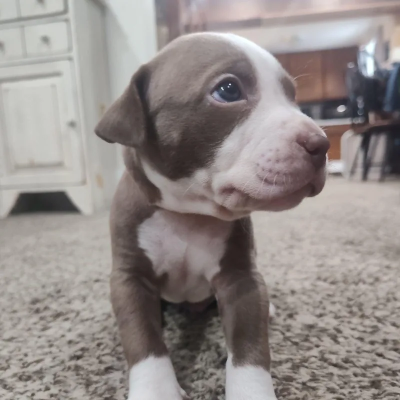 A baby medium-sized male Pit Bull Terrier dog named Bali for adoption in Midland, MI