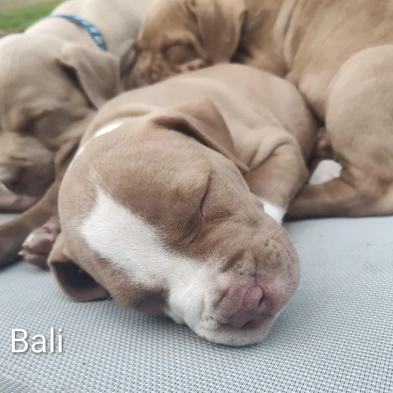 Bali thumbnail 3