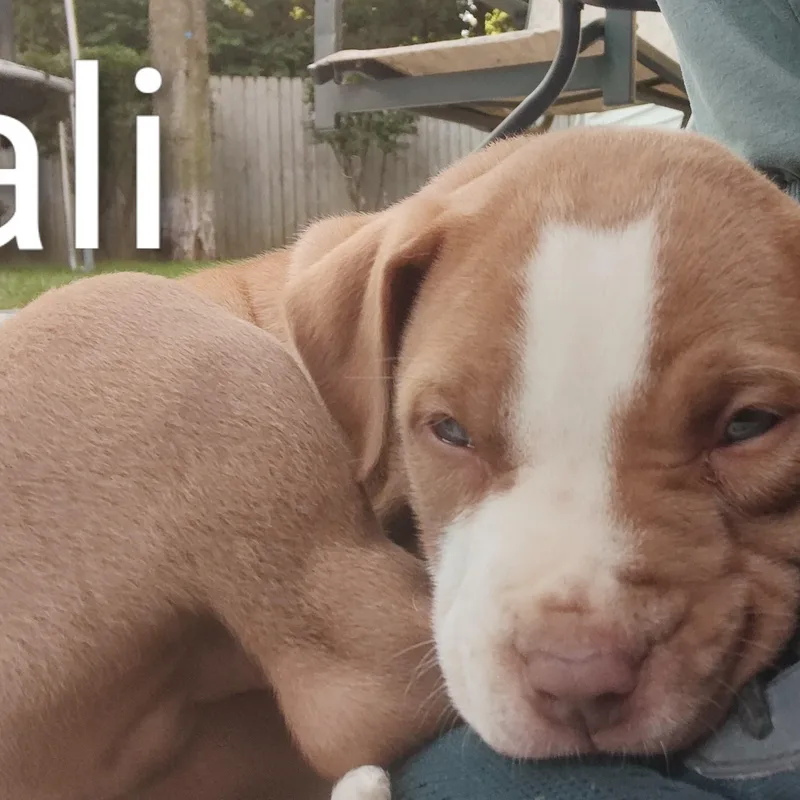 Bali thumbnail 5