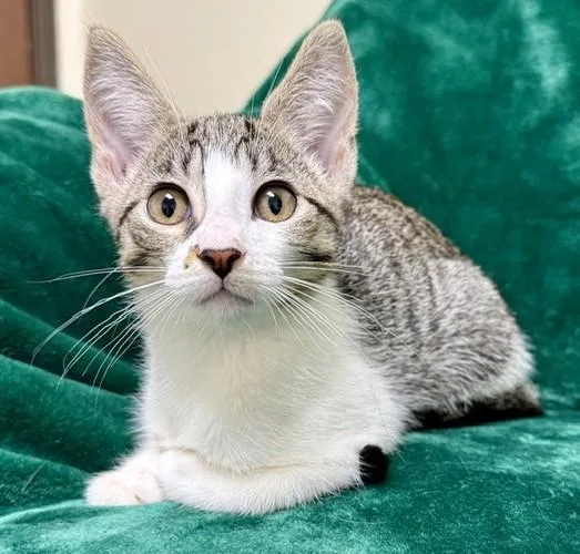 A young medium-sized female White Domestic Short Hair cat named Mindy for adoption in Miller Beach, IN
