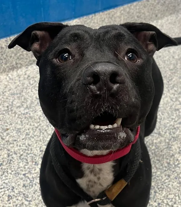 An adult medium-sized male Pit Bull Terrier dog named Rover for adoption in Golden, CO