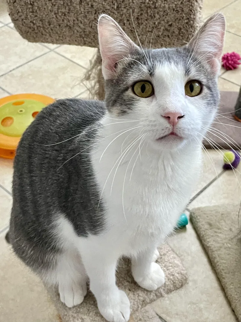 A young medium-sized male Gray & White Domestic Short Hair cat named Tippy for adoption in Lacon, IL