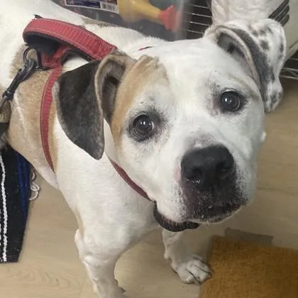 A senior medium-sized female Mixed Breed dog named Harper for adoption in Cincinnati, OH