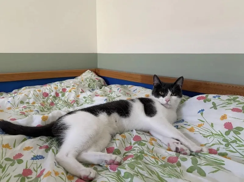 A young medium-sized female Gray & White Domestic Short Hair cat named Robin for adoption in Beltsville, MD